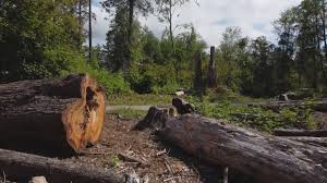 Best Firewood Processing and Delivery  in Oakland, OR