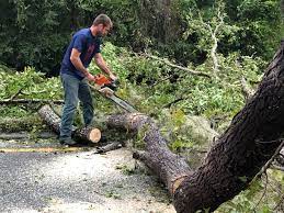 How Our Tree Care Process Works  in  Oakland, OR