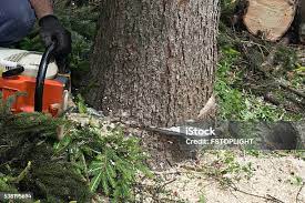 Best Tree Risk Assessment  in Oakland, OR