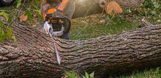 Best Tree Health Inspection  in Oakland, OR