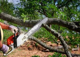Best Tree Preservation Services  in Oakland, OR