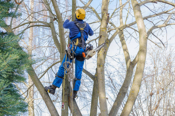 Best Lawn Maintenance Plans  in Oakland, OR