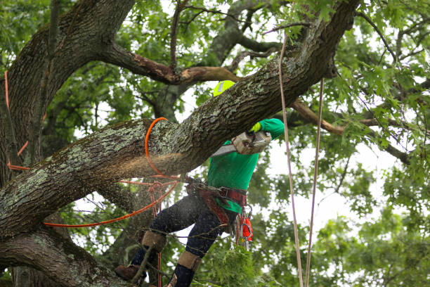 Best Hazardous Tree Removal  in Oakland, OR