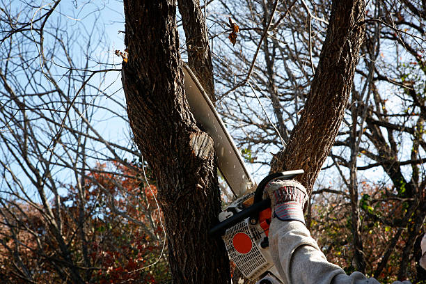 Lawn Maintenance Plans in Oakland, OR