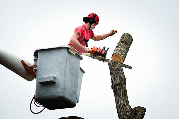 Best Commercial Tree Services  in Oakland, OR