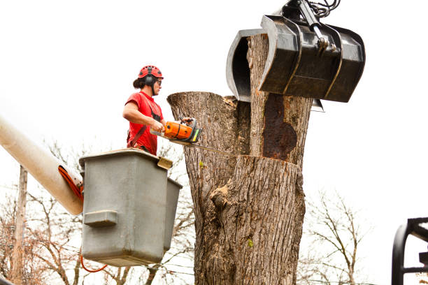 Trusted Oakland, OR Tree Care Experts
